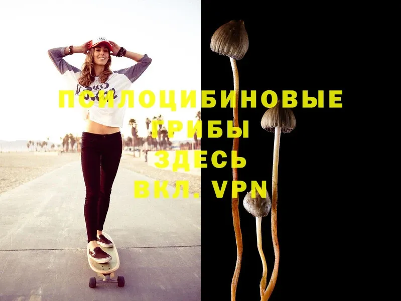 omg ТОР  Партизанск  Псилоцибиновые грибы Psilocybine cubensis 